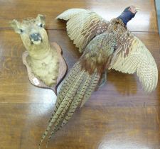 Taxidermy - a pheasant; and a deers' head