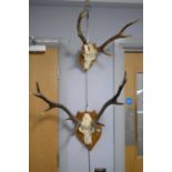 Two sets of stag antlers