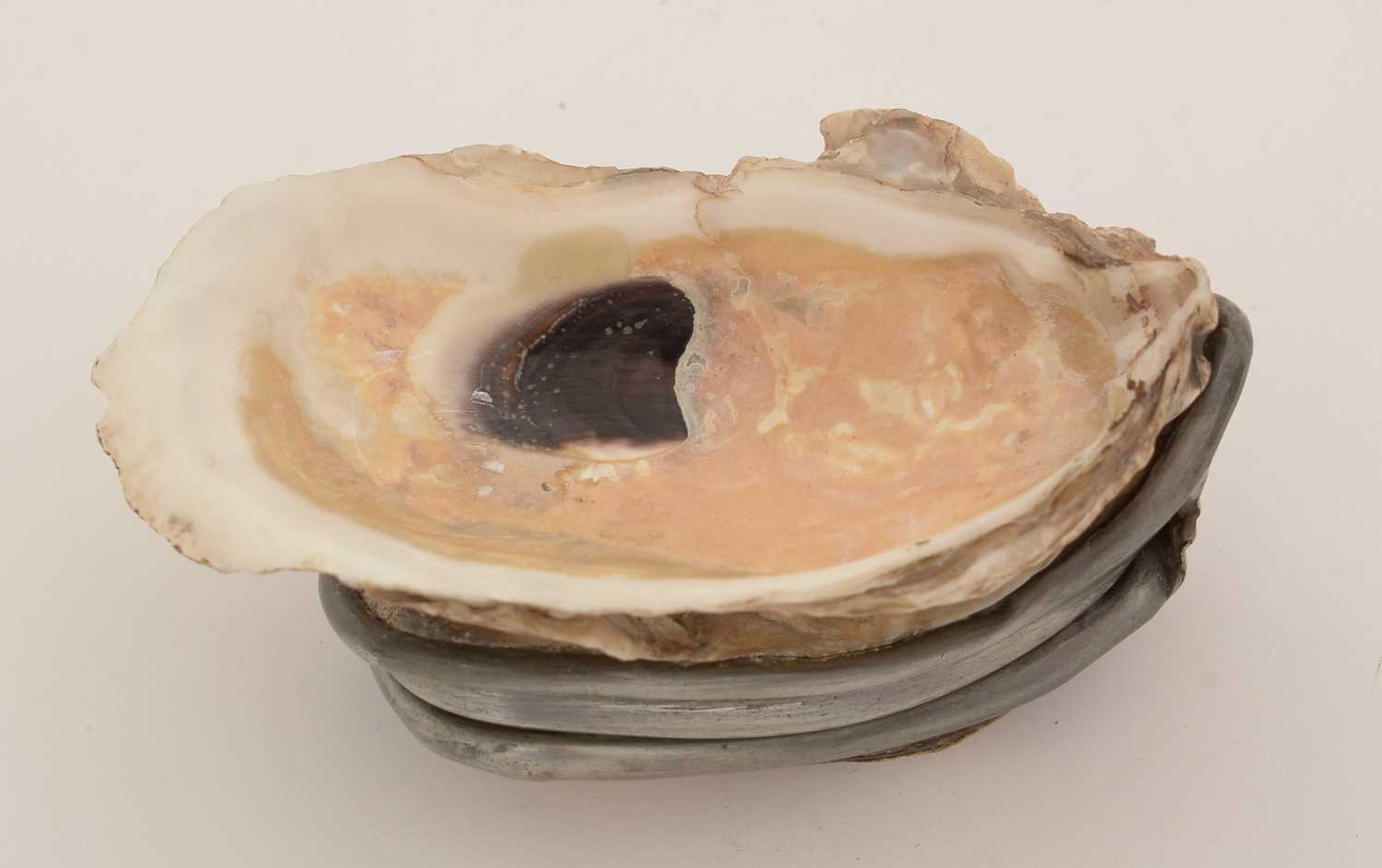 A late 19th Century pewter-mounted oyster shell snuff box, and another. - Image 6 of 15