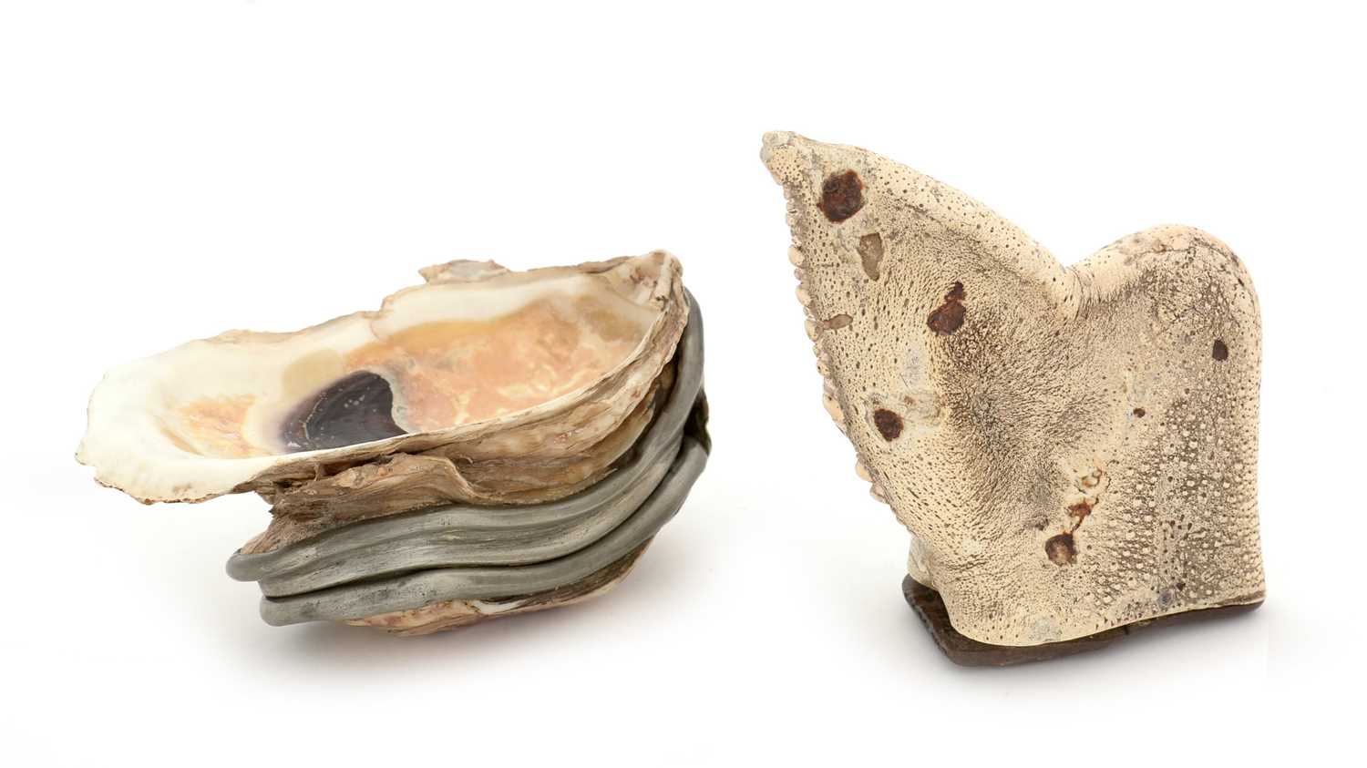 A late 19th Century pewter-mounted oyster shell snuff box, and another.