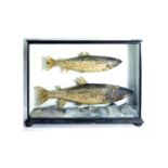 A cased pair of early 20th Century taxidermy sea trout (Salmo trutta),