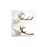 Antlers: Red Deer.