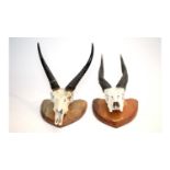 Taxidermy: Lowland Nyala skull with horns; and another.