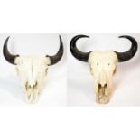 Taxidermy: A Buffalo skull with horns; and another.