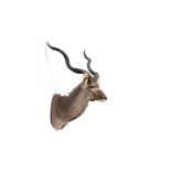 A taxidermy Cape Greater Kudu.
