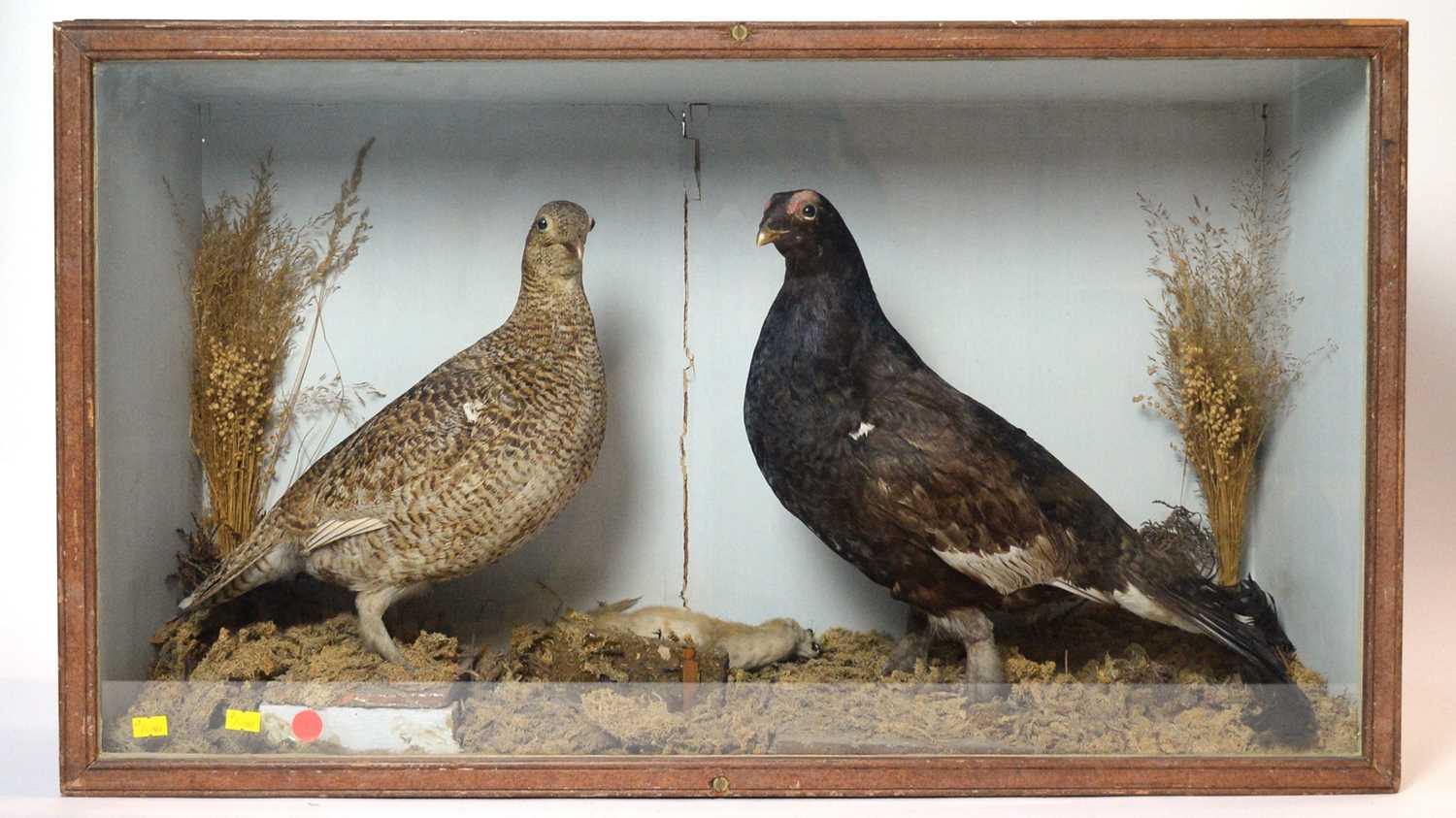 A pair of taxidermy Black Grouses in a glazed display case.