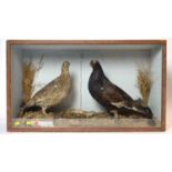 A pair of taxidermy Black Grouses in a glazed display case.