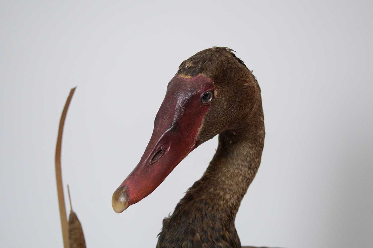 A taxidermy Spur-Winged Goose. - Image 3 of 4