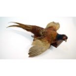 A taxidermy Ring-necked Pheasant.