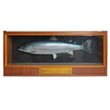 A cased taxidermy salmon (Oncorhynchus nerka),