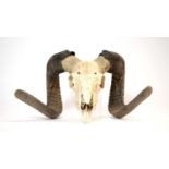 Taxidermy: European Mouflon skull with horns.