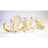 Taxidermy: Warthog skull; and another.