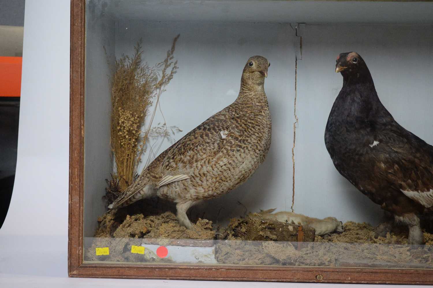 A pair of taxidermy Black Grouses in a glazed display case. - Image 4 of 4