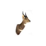 A taxidermy Cape Bushbuck.