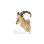 A taxidermy Barbary Sheep.