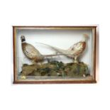 A cased pair of taxidermy Ring-necked Pheasants.