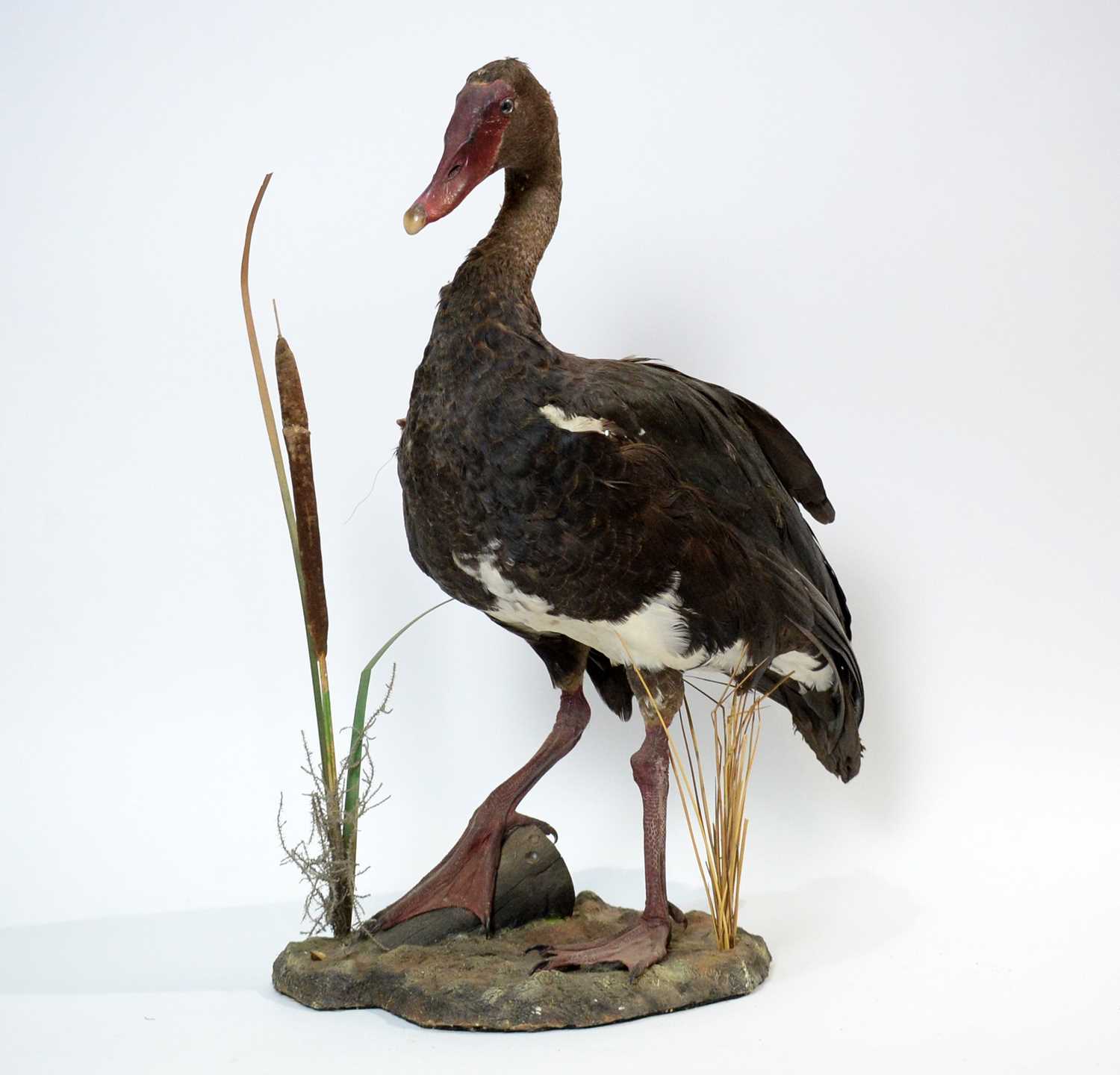 A taxidermy Spur-Winged Goose. - Image 2 of 4