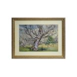 George James Howard, 9th Earl of Carlisle - Oak Tree at Ampthill | watercolour and bodycolour