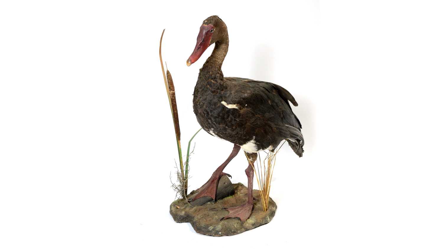 A taxidermy Spur-Winged Goose.