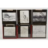 Good collection of 20th Century Magic Lantern slides of maps, natural phenomena etc