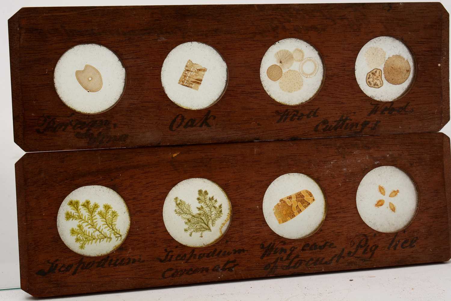 A set of five mahogany framed microscope Magic Lantern slides