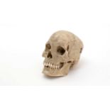 A human skull,