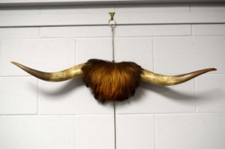Taxidermy – a pair of bull horns
