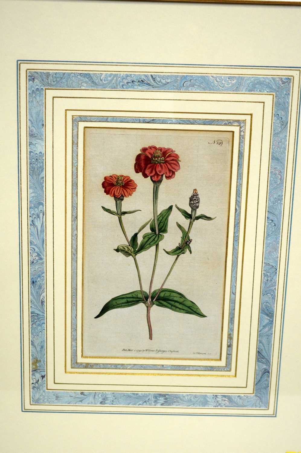 18th and 19th Century Botanical Studies - Four Floral Specimens | hand-tinted engravings - Image 3 of 6