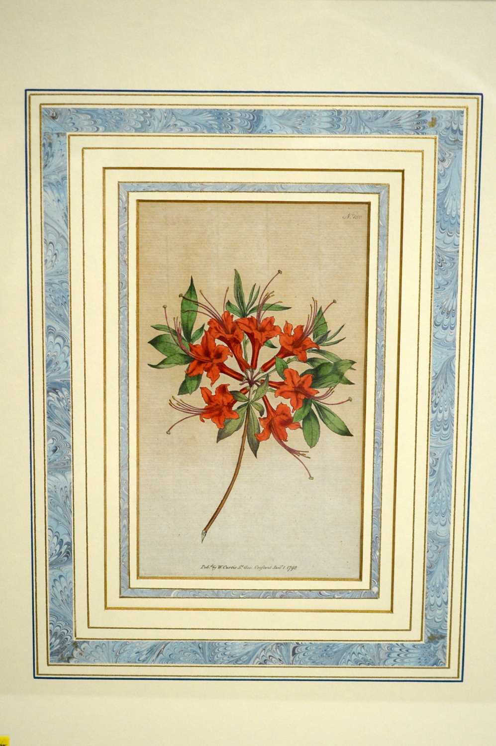 18th and 19th Century Botanical Studies - Four Floral Specimens | hand-tinted engravings - Image 6 of 6