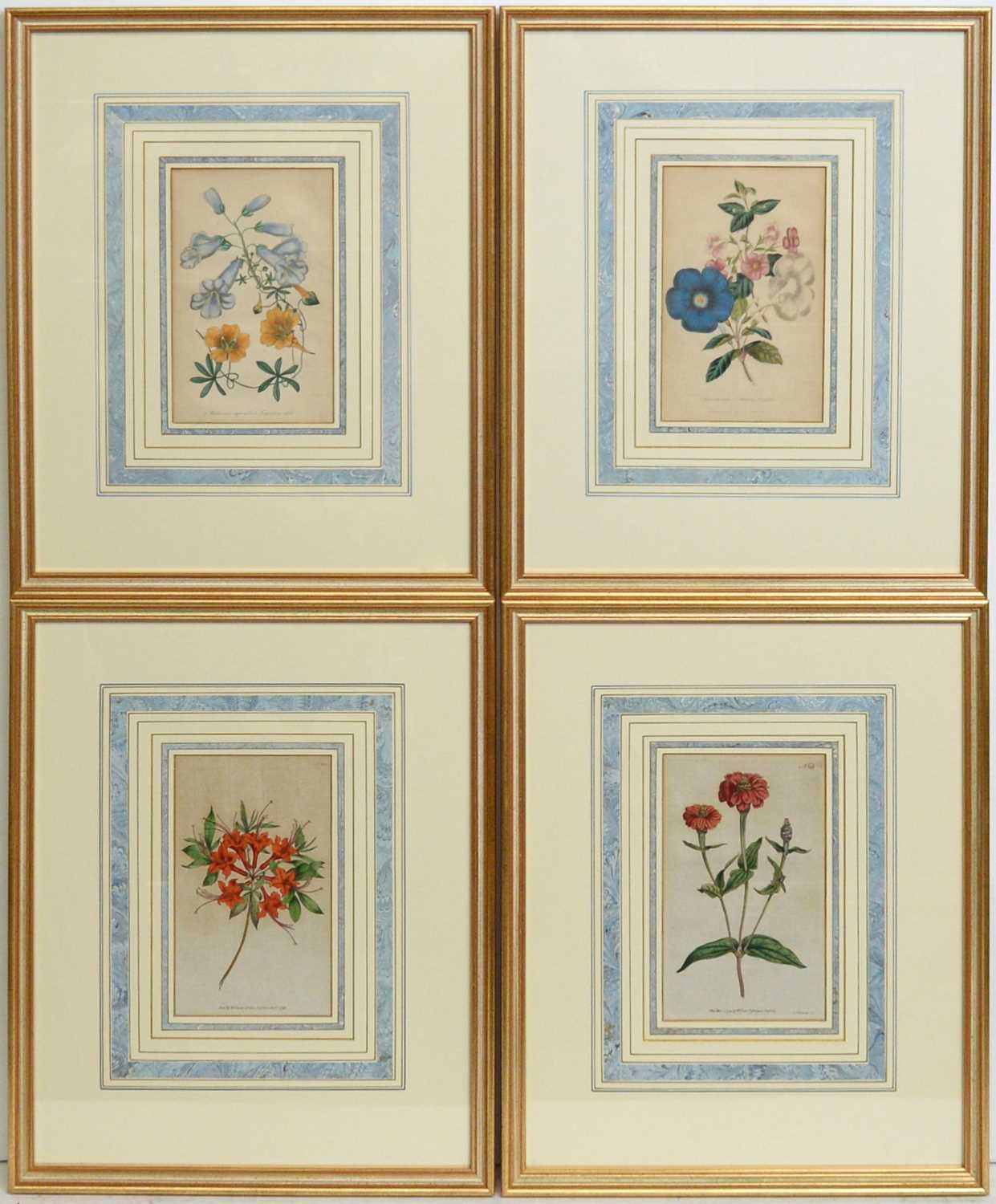 18th and 19th Century Botanical Studies - Four Floral Specimens | hand-tinted engravings