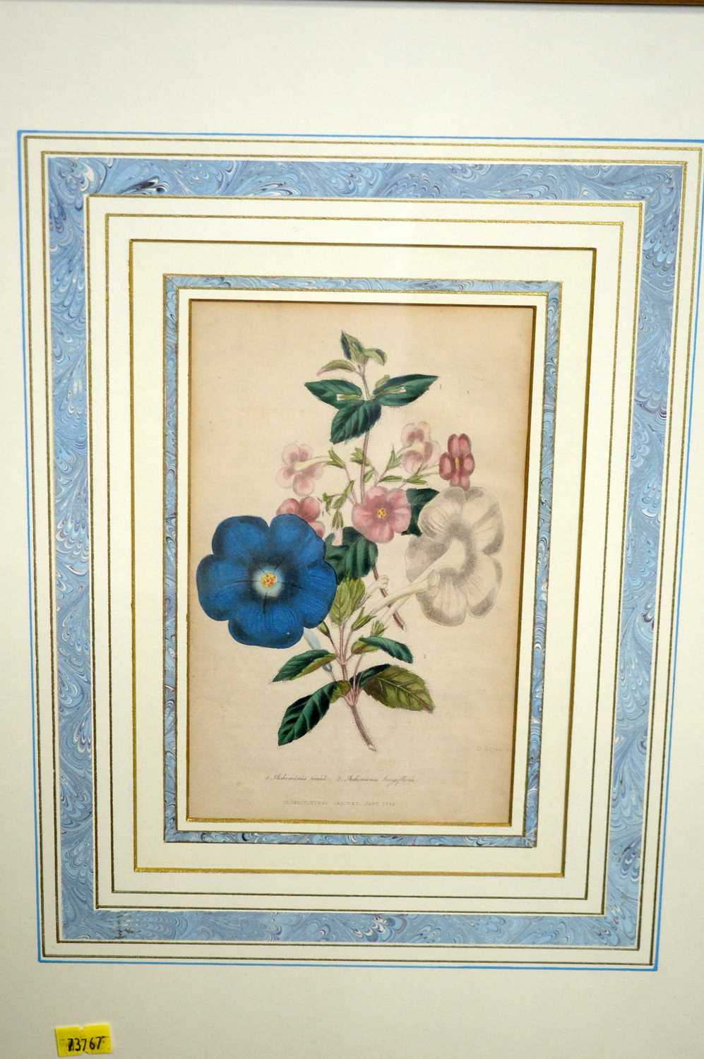 18th and 19th Century Botanical Studies - Four Floral Specimens | hand-tinted engravings - Image 4 of 6