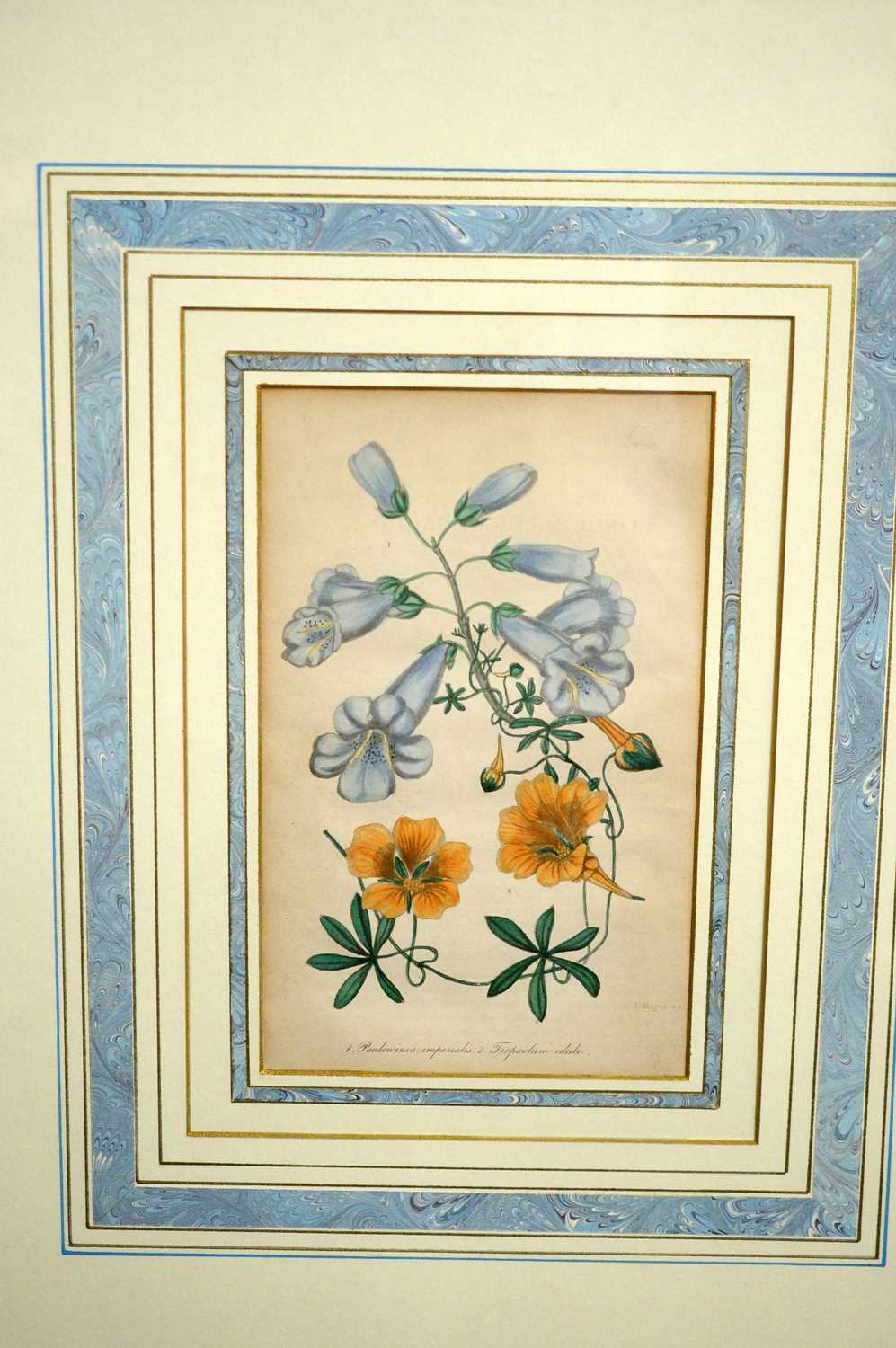 18th and 19th Century Botanical Studies - Four Floral Specimens | hand-tinted engravings - Image 2 of 6