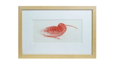 Ian Greensitt - Curlew Study | red chalk