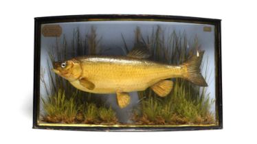 J. Cooper, 28 Radnor Street, St. Luke, London: a taxidermy bream