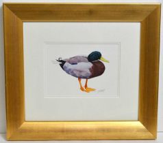 Mary Anne Rogers - Mallard Drake | watercolour