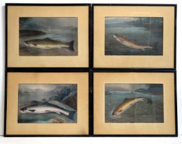 19th Century British School - Four fish studies | gouache