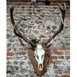 A red deer skull with 12-point antlers, on oak shield