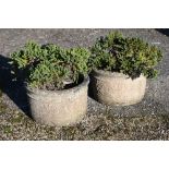 A pair of weathered cast stone planters c/w plants (2)