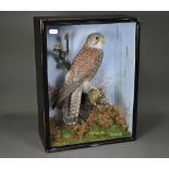 Taxidermy - An antique kestrel with a greenfinch, in naturalistic setting, in ebonised glazed