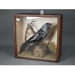 Taxidermy - An antique pied jackdaw in naturalistic grass setting and glazed pine case, 33 cm square