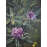 An oil on board study of rhododendrons, 39 x 29 cm