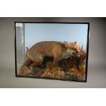 Taxidermy - A crouching, snarling fox, in natural setting and glazed case, 63 x 80 cm