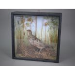 Taxidermy - A partridge, in glazed-front case with grassy setting, 38 cm square