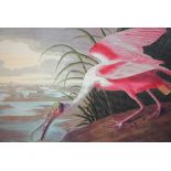 Audubon's Roseate Spoonbill, print on board, 55 x 90 cm