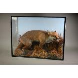 Taxidermy - a crouching, snarling fox, in natural setting and glazed case, 63 x 80 cm