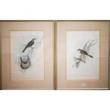 Two Gould lithographic plates - Plectoryncha Lanceolata and Cincloramphus Rufescens, 51 x 35 cm (2)