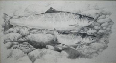 Terence Lambert (b 1951) - Study of two salmon, watercolour, signed, 30 x 55 cm