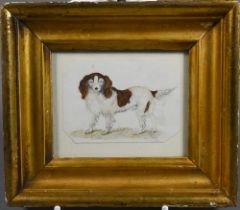 Late 19th/early 20th century English School - 'Comfort', a Cavalier King Charles Spaniel,