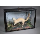 Taxidermy - a white stoat, in glazed case with naturalistic setting, dated 1938, 41 cm wide