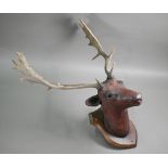 A composite fallow deer's head on shield, with real antlers